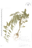 藏品(秋分草)的圖片