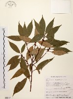 藏品(五掌楠)的圖片