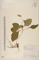 藏品(黃花三七草)的圖片