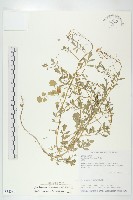 藏品(焊菜)的圖片