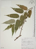 藏品(山黃麻)的圖片