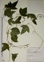 藏品(三角葉西番蓮)的圖片
