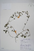 藏品(蘭嵌馬藍)的圖片