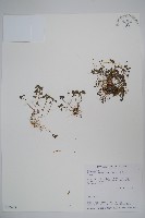 藏品(山桔梗)的圖片