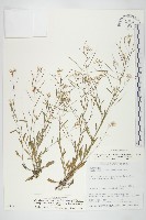 藏品(玉山筷子芥)的圖片