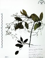 藏品(柱果鐵線蓮)的圖片