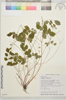 藏品(臺灣唐松草、臺灣鐵大烏)的圖片