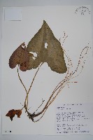 藏品(大花細辛、馬蹄香)的圖片