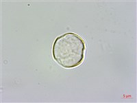 藏品(佩羅特木)的圖片