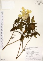 藏品(華八仙)的圖片