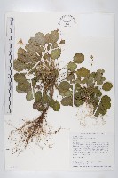 藏品(裂緣花)的圖片