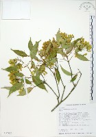 藏品(樟葉槭, 飛蛾子樹)的圖片