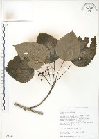 藏品(山桐子)的圖片