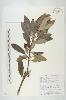 藏品(耿氏虎皮楠)的圖片