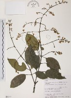 藏品(山香圓)的圖片