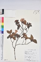 藏品(金毛杜鵑)的圖片