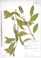 藏品(美洲商陸)的圖片