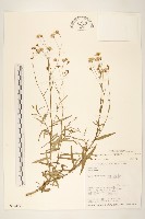 藏品(窄葉黃菀)的圖片