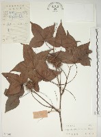 藏品(楓香、楓樹)的圖片