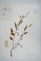 藏品(青葙)的圖片