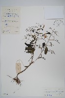 藏品(穿心蓮)的圖片