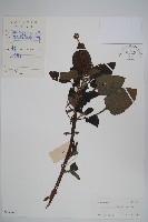 藏品(狗尾草)的圖片