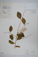 藏品(雷公桔)的圖片