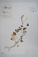 藏品(白花菜)的圖片