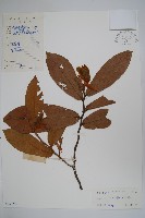 藏品(山椒子)的圖片