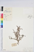 藏品(小返魂)的圖片