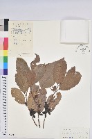 藏品(銀柴)的圖片