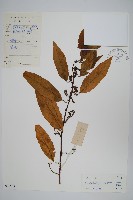 藏品(多子漿果莧)的圖片