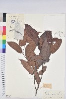 藏品(粗毛野桐)的圖片