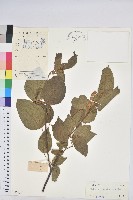 藏品(扛香藤)的圖片