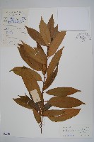 藏品(仔欖樹)的圖片