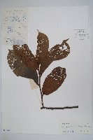 藏品(紫玉盤)的圖片