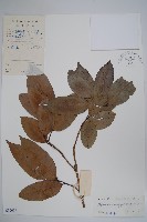 藏品(藤春)的圖片