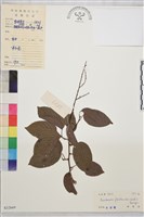 藏品(多花勾兒茶, 多花黃鱔藤)的圖片