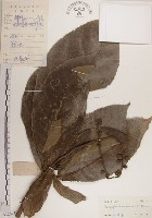 藏品(水茄苳、穗花棋盤腳樹)的圖片