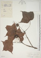 藏品(楓香、楓樹)的圖片