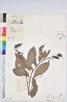 藏品(山苦茶、鷓鴣茶)的圖片