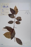 藏品(蕊木)的圖片