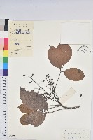 藏品(茄苳、重陽木)的圖片