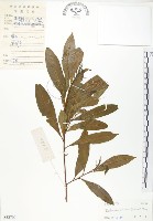 藏品(車桑子)的圖片