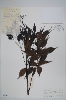 藏品(美葉菜豆樹)的圖片