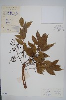 藏品(野漆、木臘樹)的圖片