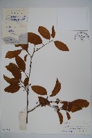 藏品(細果鐵冬青)的圖片