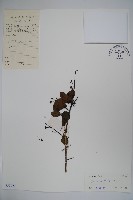 藏品(鐵冬青)的圖片