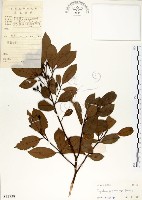 藏品(海南厚殼桂、土楠)的圖片