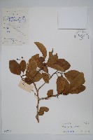 藏品(毛萼厚殼樹)的圖片